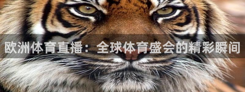 857足球比赛直播：欧洲体育直播：全球体育盛会的精彩瞬间